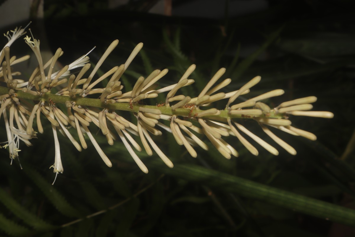 Dracaena angolensis (Welw. ex Carrière) Byng & Christenh.